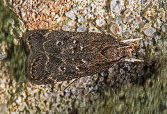Helcystogramma melantherella