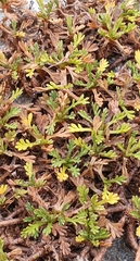 Leptinella pyrethrifolia