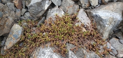 Leptinella pyrethrifolia