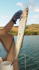 Chirocentrus