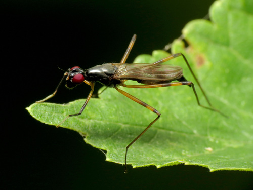 Rainieria antennaepes photo 6