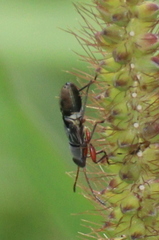 Pseudopachybrachius vinctus