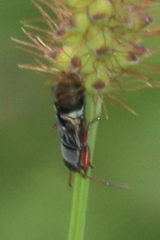 Pseudopachybrachius vinctus