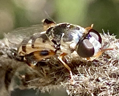 iNaturalist observation photo of Peg-legged Compost Fly