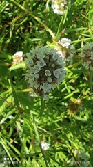 Spermacoce