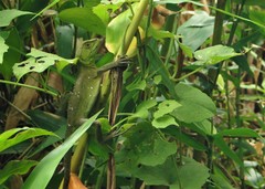 Enyalius