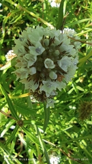 Spermacoce