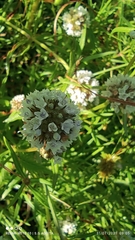 Spermacoce