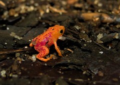 Brachycephalus pitanga