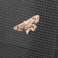 Epiplema thiocosma