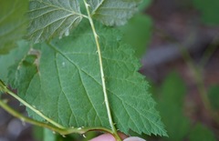 Rubus glaucifolius