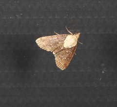 Lophoptera hemithyris