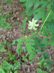 Astragalus canadensis
