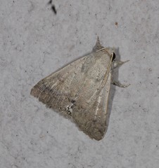 Pandesma submurina