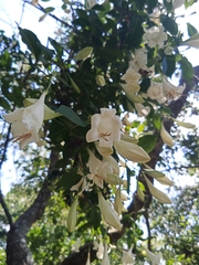 Hintonia