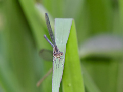 Argia pulla