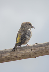Loxia sinesciuris