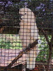 Cacatua moluccensis