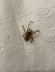 Araneae