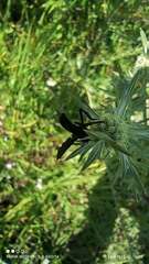 Diptera