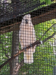Cacatua moluccensis