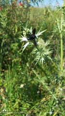 Diptera