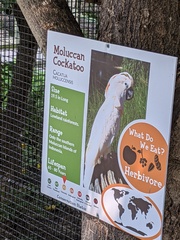 Cacatua moluccensis