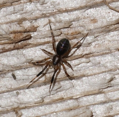 Phrurotimpus borealis