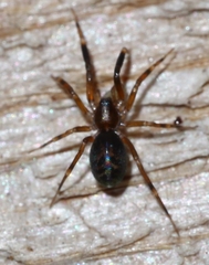 Phrurotimpus borealis