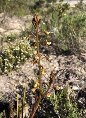 Eulophia bolusii