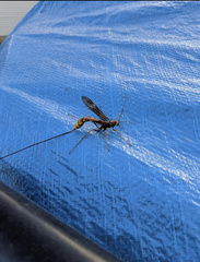 Megarhyssa macrurus icterosticta