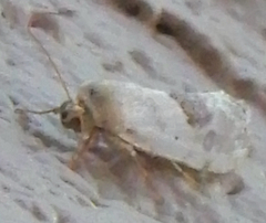 Ponometia libedis