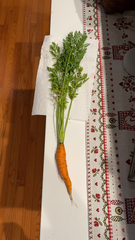 Daucus carota sativus