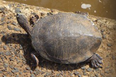 Phrynops williamsi