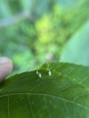Caryomyia urnula