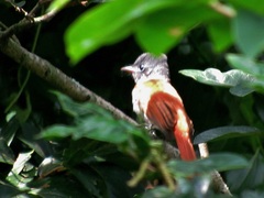 Terpsiphone viridis granti