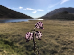 Silene uralensis apetala