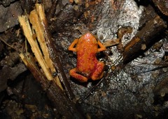 Brachycephalus pitanga