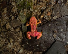 Brachycephalus pitanga