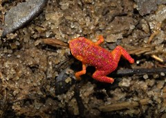 Brachycephalus pitanga