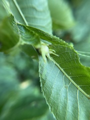 Caryomyia ansericollum