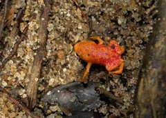 Brachycephalus pitanga