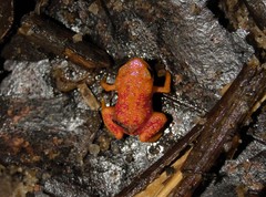 Brachycephalus pitanga