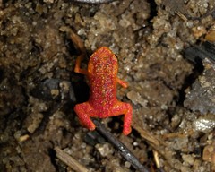 Brachycephalus pitanga