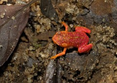 Brachycephalus pitanga