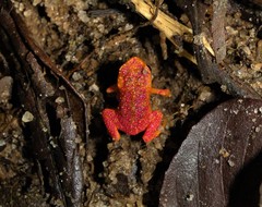 Brachycephalus pitanga