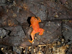 Brachycephalus pitanga