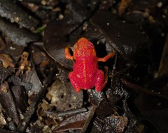 Brachycephalus pitanga