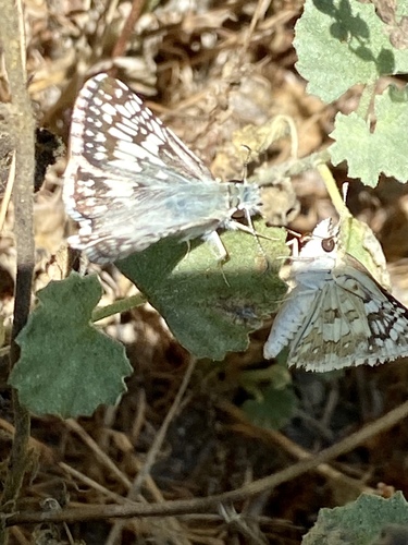 iNaturalist observation photo of New World Checkered-Skippers