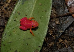 Brachycephalus pitanga